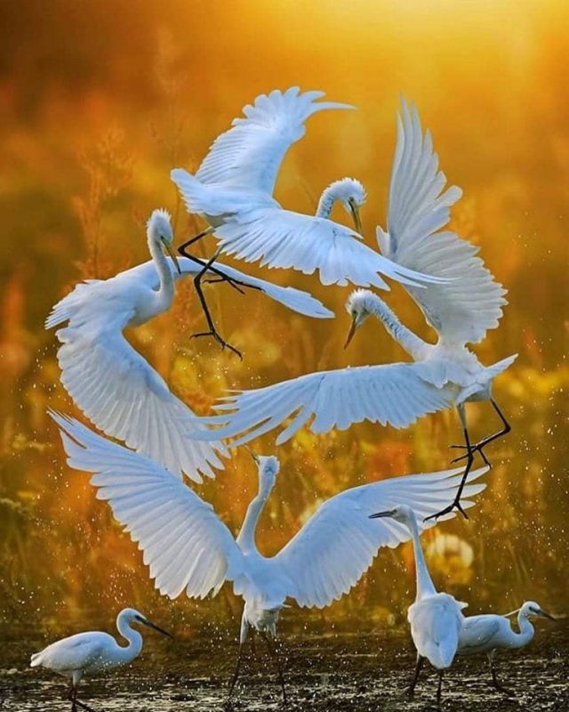 Csaba testvér üzenete Jézus Szent Szívének ünnepén 2 64669006 2625583730794244 7510513309406199808 n compressor