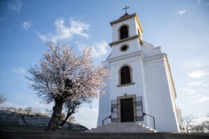Ezt üzeni az európai Év fája, a pécsi mandulafa – VIDEÓ