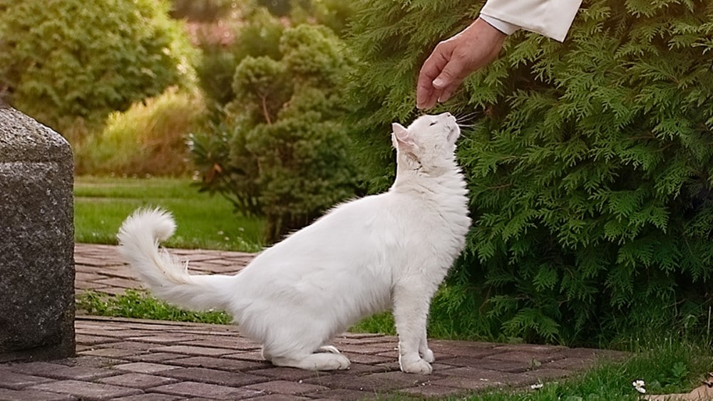 Pápák, macskák és kutyák: A Jó Pásztornak csak juhai lehetnek? 1 cicak es papak Egyedi
