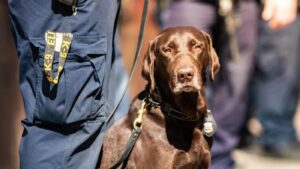 A tényleges jelenvalóságot “hitelesítették” a rendőrkutyák