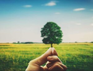 Mustármag 7 Mustármag