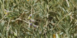 Izrael: Az olajfa feltehetően az első gyümölcsfa, amelyet az ember 7000 évvel ezelőtt háziasított 2 Izrael: Az olajfa feltehetően az első gyümölcsfa, amelyet az ember 7000 évvel ezelőtt háziasított