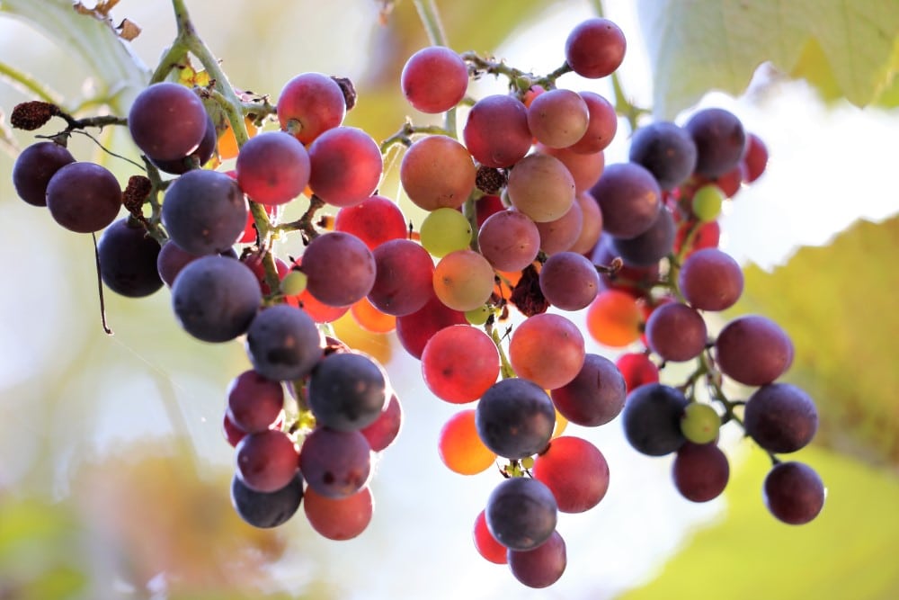 Fiam, menj ki a szőlőmbe! – Gondolatok évközi 26. vasárnapra 1 szolo