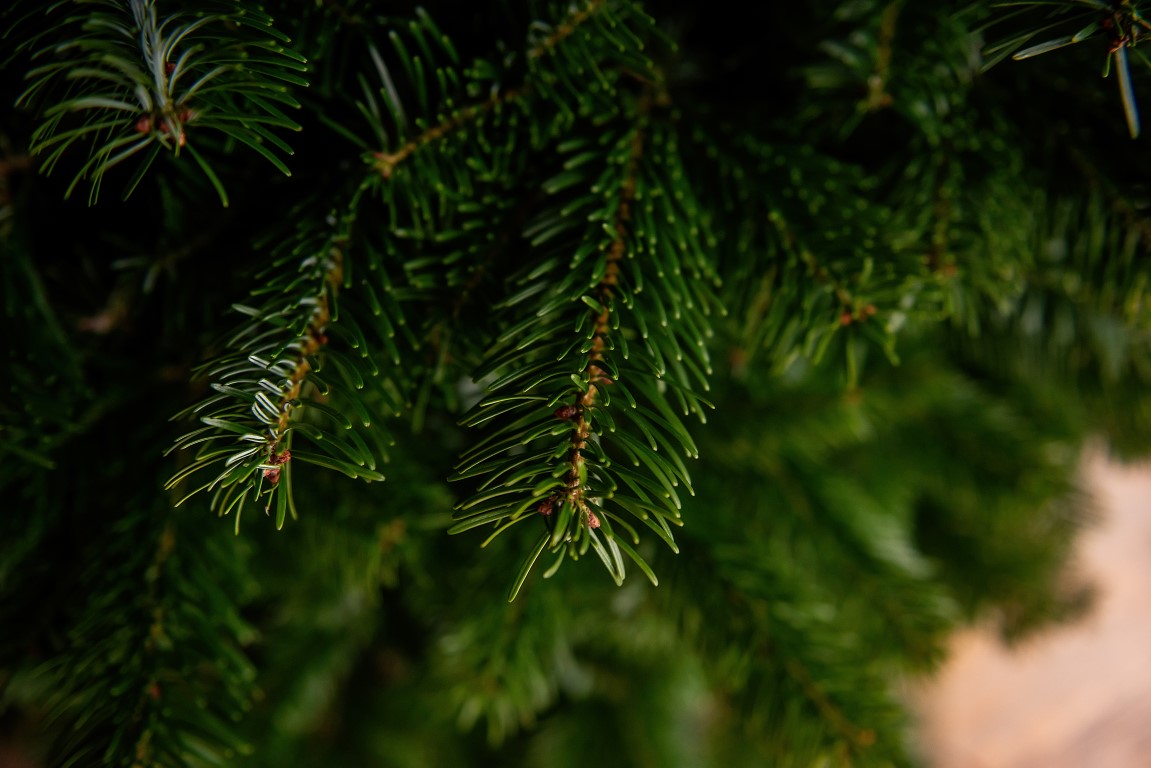 textured green background of nordman fir branches 2023 11 27 04 59 45 utc Medium