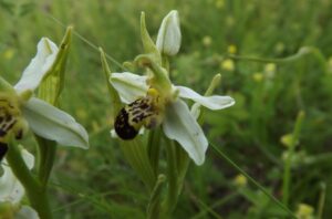 Hiszek a szeretet végső győzelmében! – Böjte Csaba könyvének ajánlása
