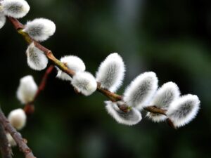 Nem, a barkaágak nem szerencsét hozó tárgyak 4 Nem, a barkaágak nem szerencsét hozó tárgyak