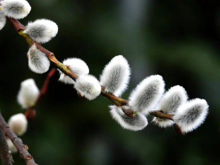 Nem, a barkaágak nem szerencsét hozó tárgyak