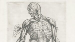 Emberi testek előállítása szerveik felhasználásához