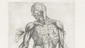 Emberi testek előállítása szerveik felhasználásához 4 Emberi testek előállítása szerveik felhasználásához