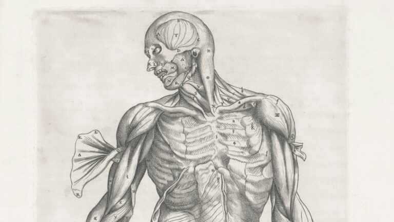 Emberi testek előállítása szerveik felhasználásához 3 Emberi testek előállítása szerveik felhasználásához