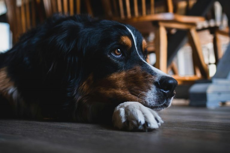 6 vigasztaló bibliai vers, ha egy szeretett háziállat beteg vagy haldoklik