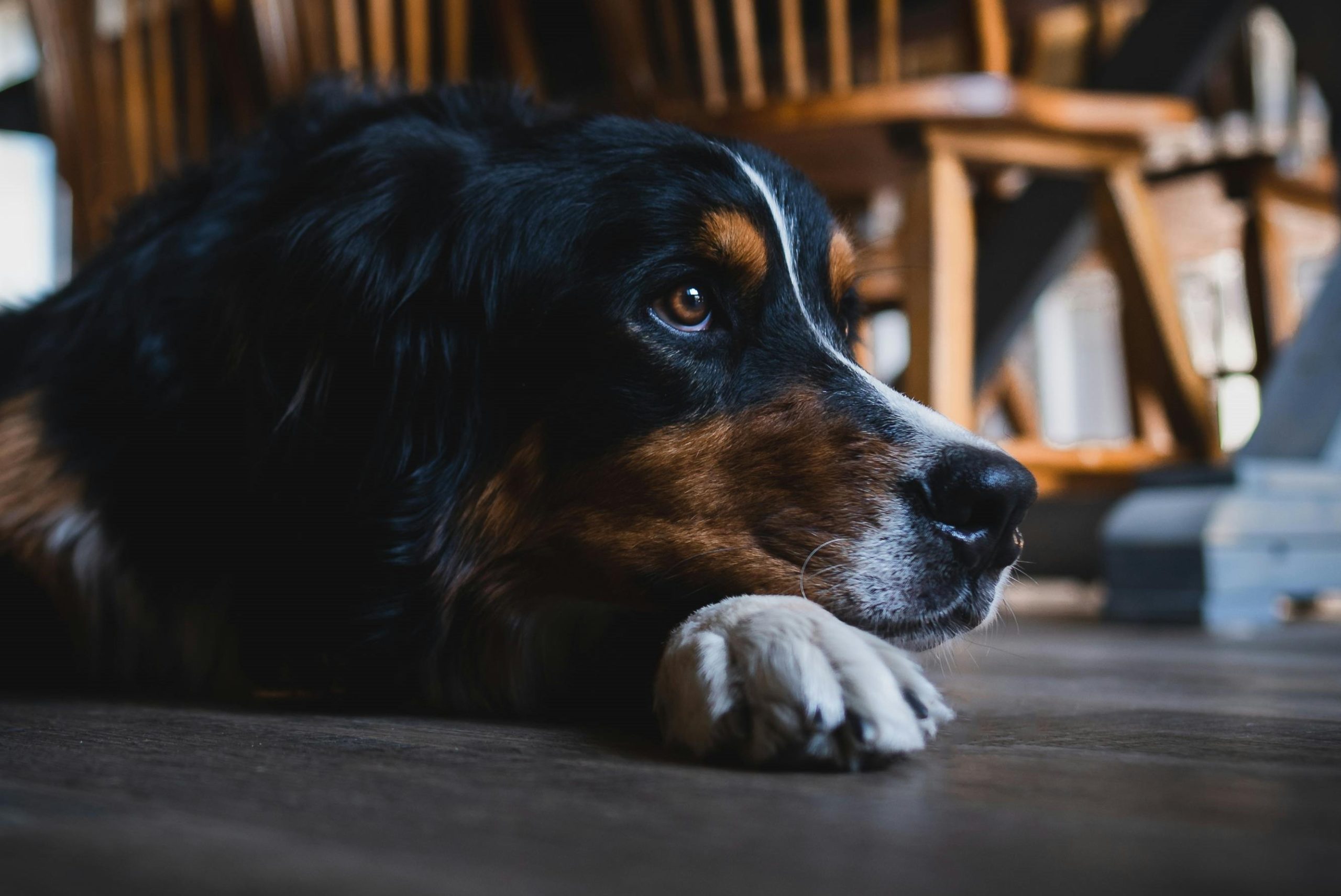 6 vigasztaló bibliai vers, ha egy szeretett háziállat beteg vagy haldoklik 1 pexels andrew nevins 111152488 9996113 scaled