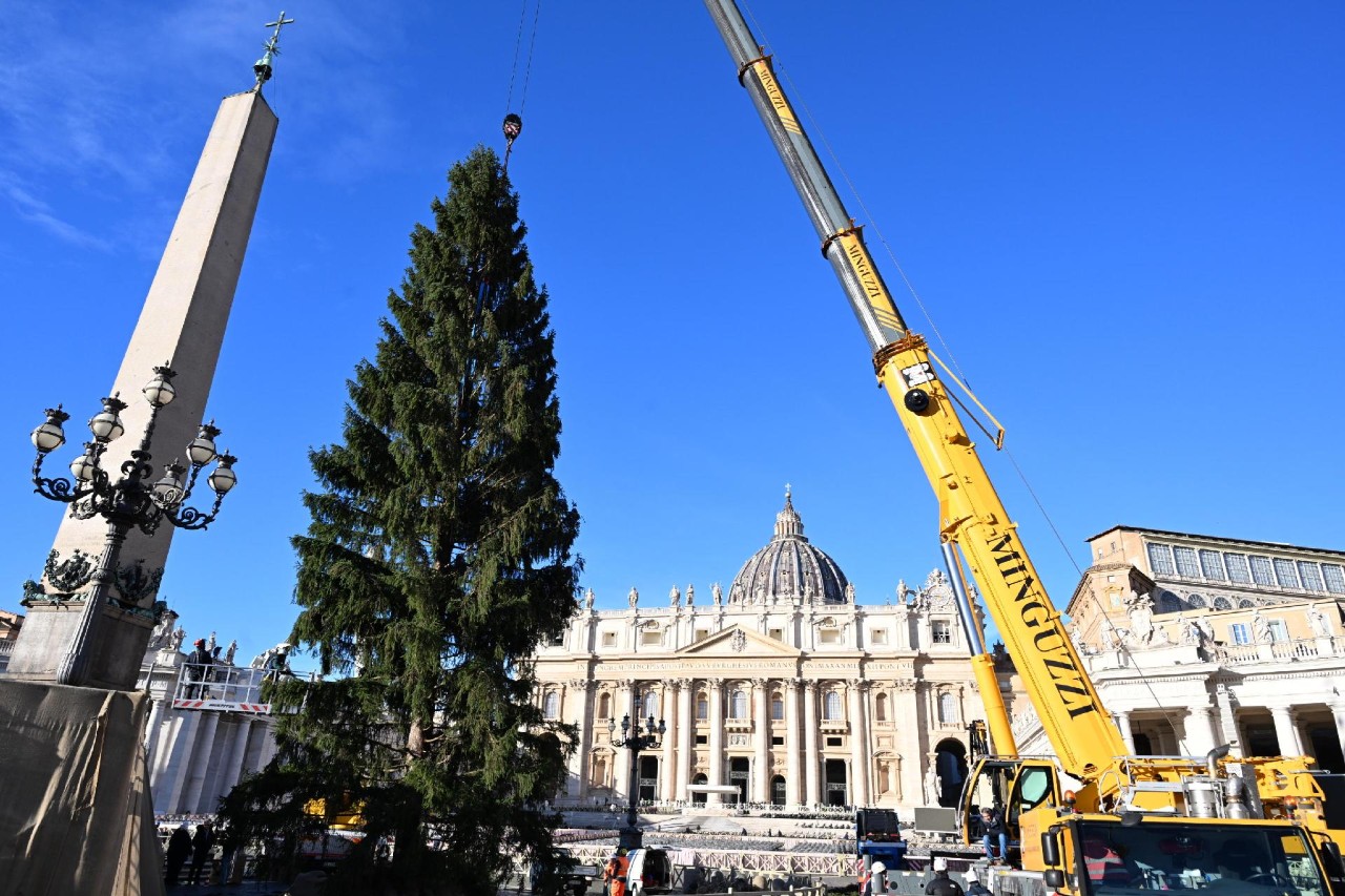 Felállították a karácsonyfát a Szent Péter téren 1 589070670 1442914037842700 7452562197633427162 n